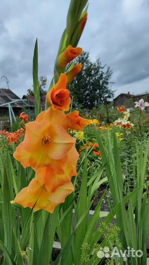 Гладиолусы луковицы