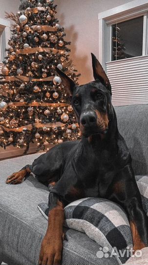 Погуляю с вашей собакой,поухаживаю за животными