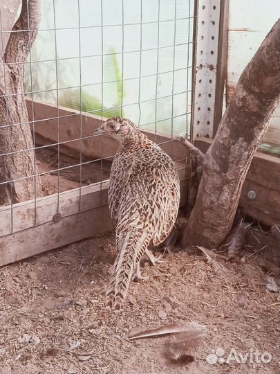 Самки фазана охотничьего