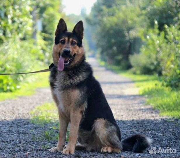 Собака в добрые руки метис овчарки