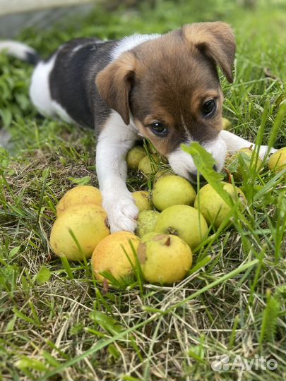 Джек рассел терьер девочка гладкошерстная