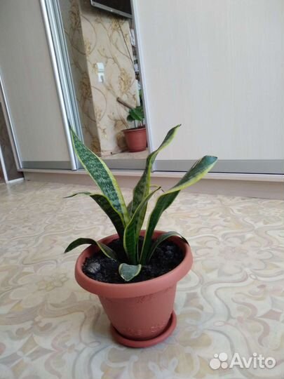 Сансевиерия