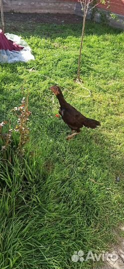 Бойцовские птицы петухи