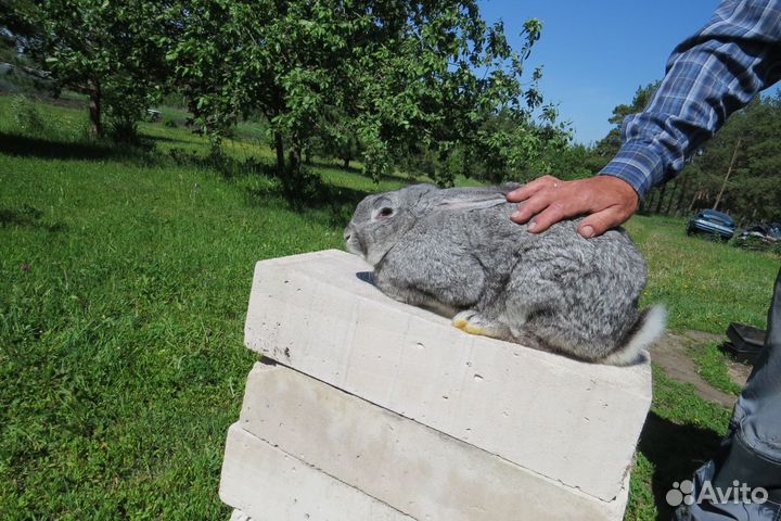 Продам кроликов серебро, строкач, калифорния, др