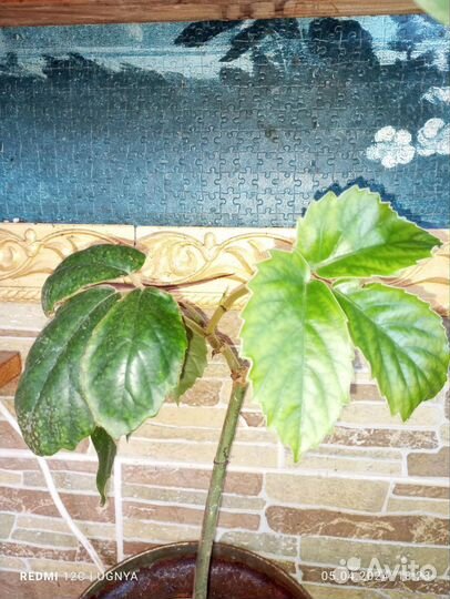 Комнатные растения цветы