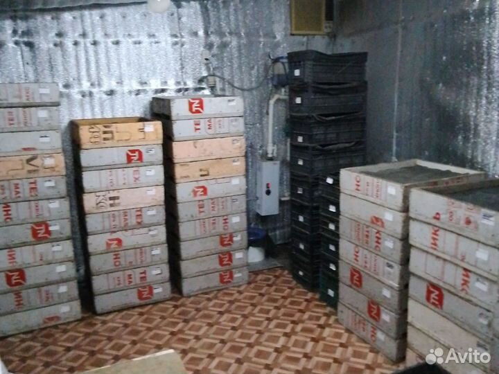 Черви Дендробена