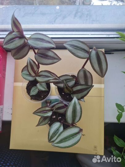 Традесканция шоколад