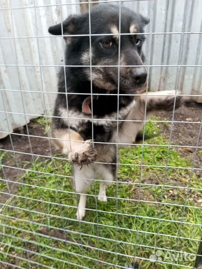 Отдам в хорошие руки собаку