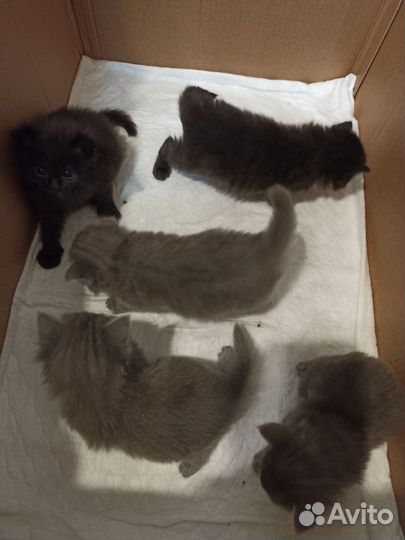 Котята в добрые руки