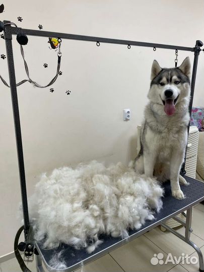 Стрижка животных. Груминг. Экспресс линька