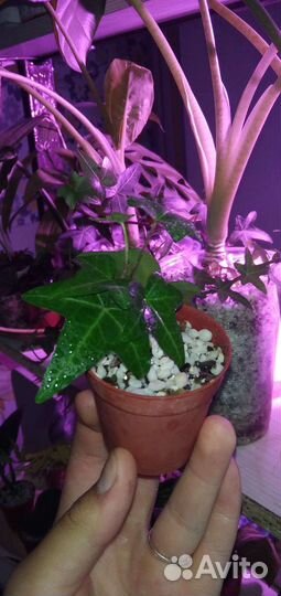 Плющ хедера