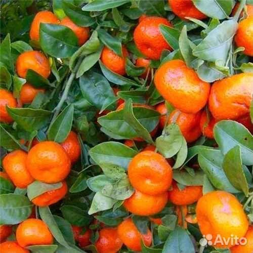 Мандарин Абхазский ранний,привитой,3 года