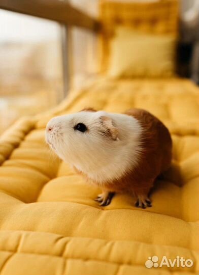 Морские свинки с клеткой