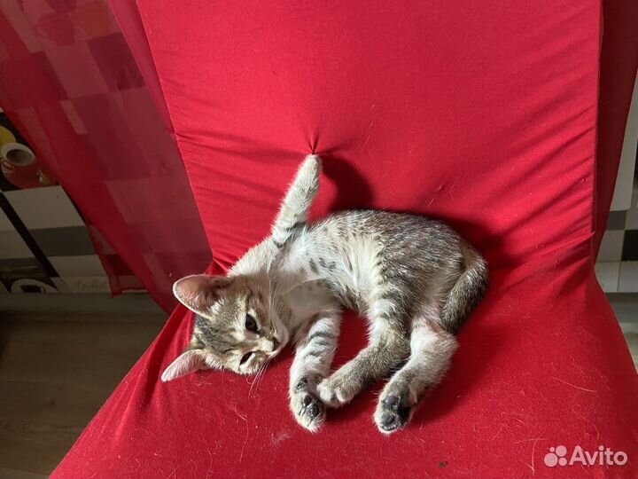 Отдам котенка (девочку) в добрые руки