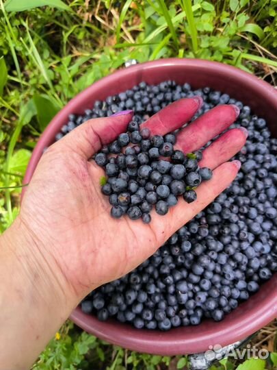 Черника свежая лесная