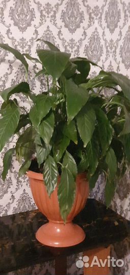 Спатифиллум