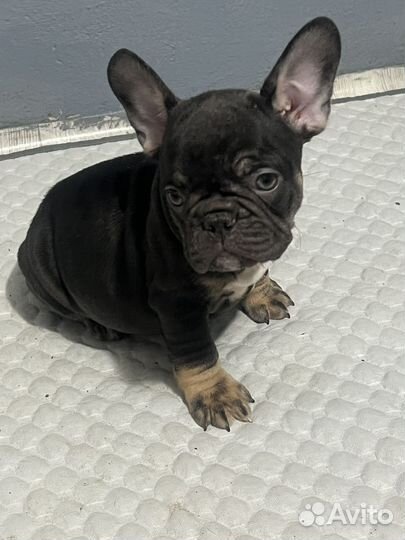 Сладкий шоколадик