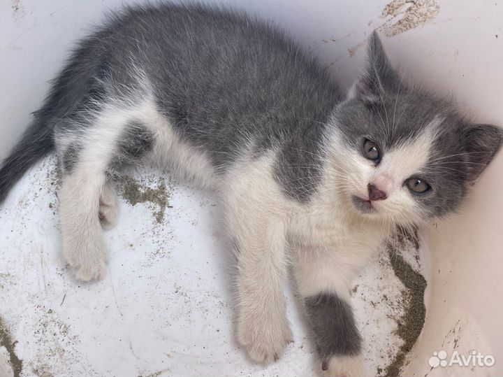 Котята в добрые руки бесплатно коты