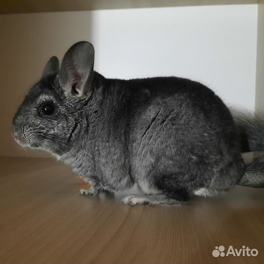 Шиншилла самец