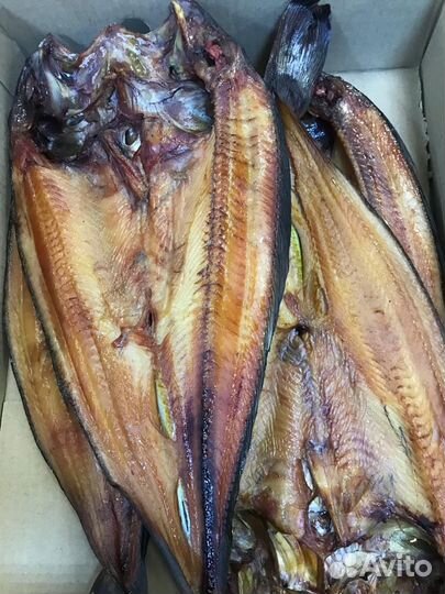 Северная рыба, пелядь, щука, язь, сырок, терпуг