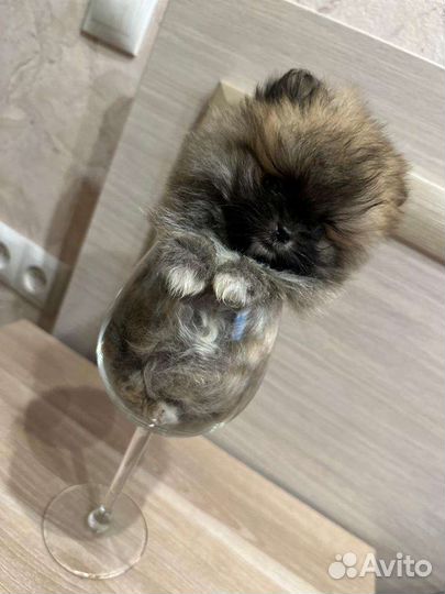 Померанский шпиц мини, микро