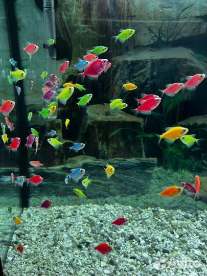 Тернеции, данио