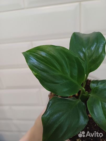 Спатифиллум Блэк бьюти вариегатный