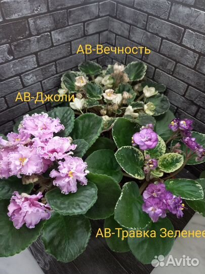 Фиалки сортовые