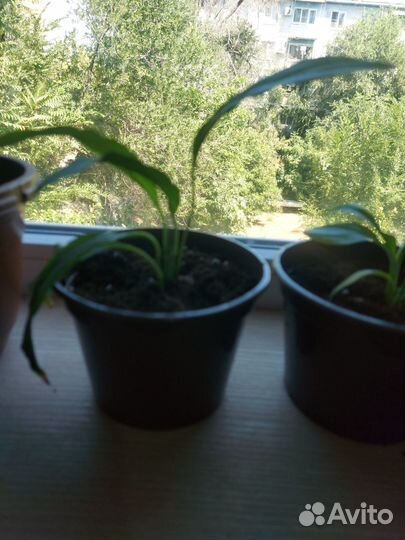 Продаю цветы