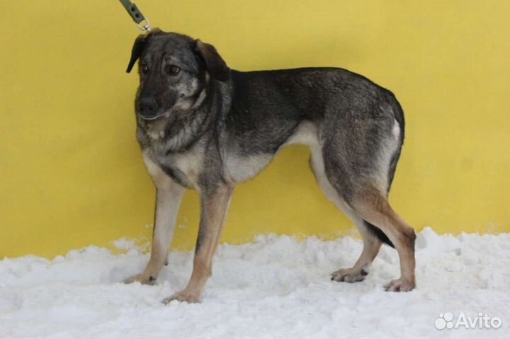 Мили очень ждёт своего хозяина