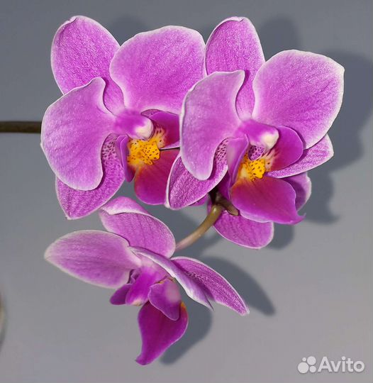 Орхидея фаленопсис мини