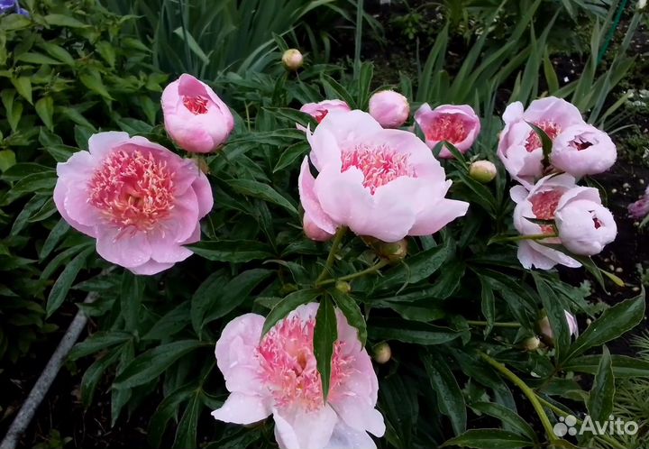 Пион Жемчужная Россыпь, деленки