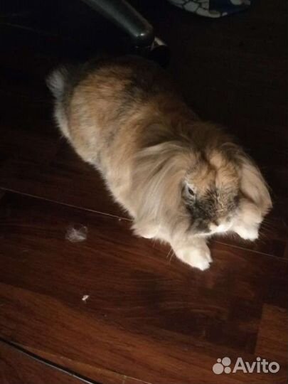 Передержка,выгул собак и грызунов