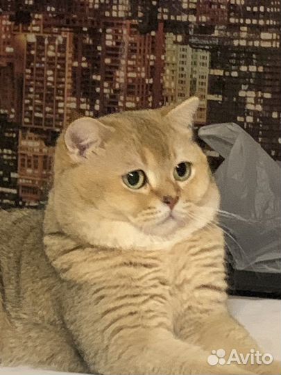 Шотландский кот