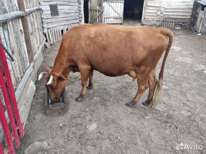 Бык и корова