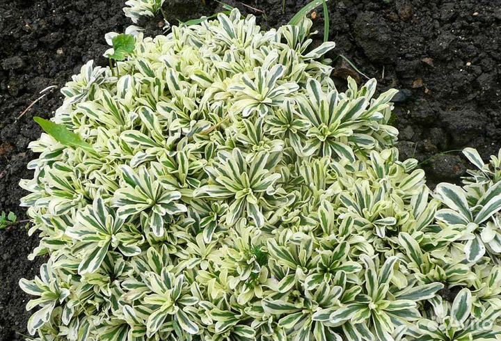 Арабис вариегатный многолетний