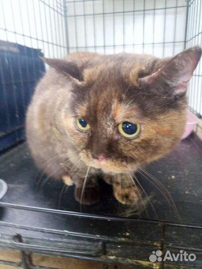 Кошка Плюха в добрые руки