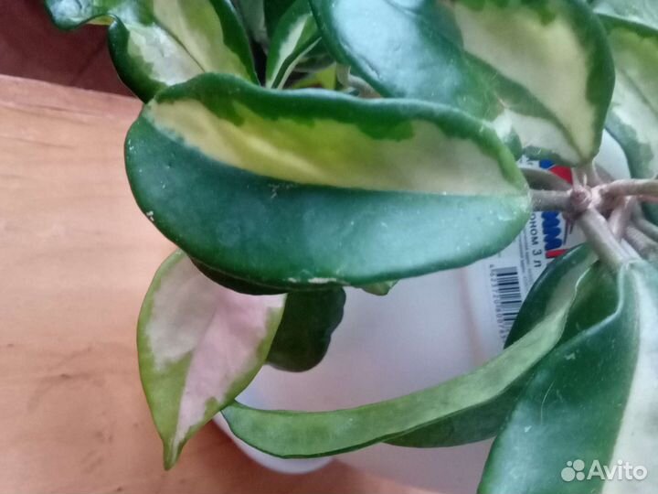 Хойя карноза