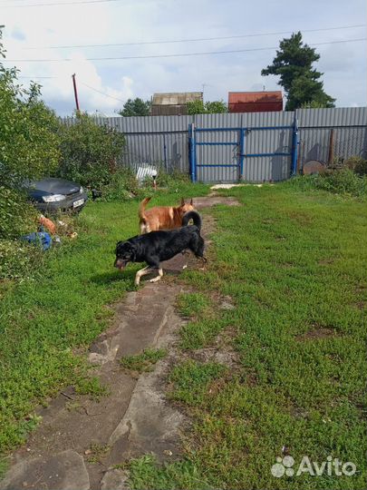 Собака в добрые руки отдам бесплатно