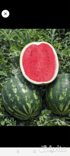 Арбуз оптом Каристан