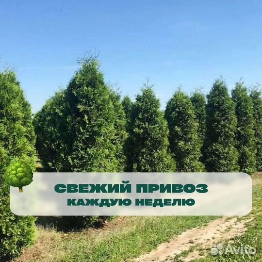 Туя колумна 180 см