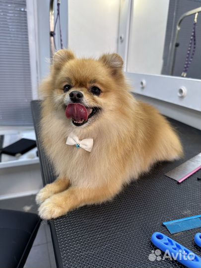 Стрижки собак и кошек в Москве