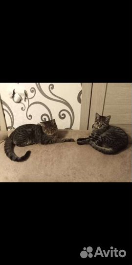 Отдам в добрые руки