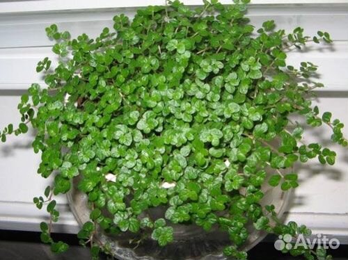 Солейролия Комнатные растения цветы