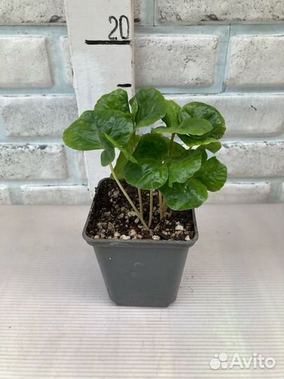 Кофе Арабика из питомника растений