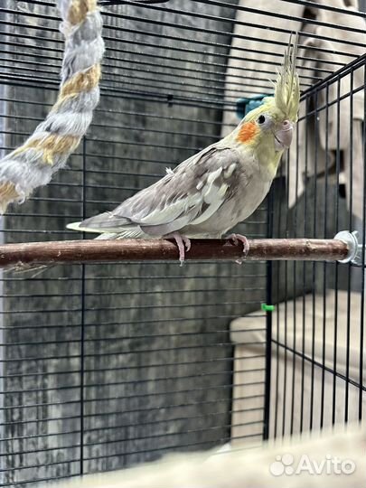 Попугай корелла пара