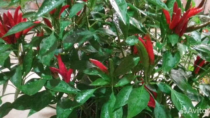 Семена домашние китайский перец чили