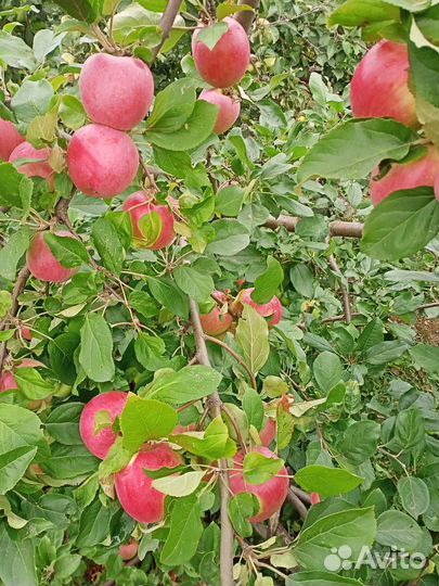 Продам саженцы