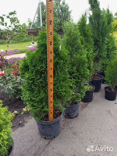 Туи и можжевельники