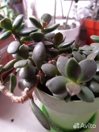 Суккуленты: Адромискусы